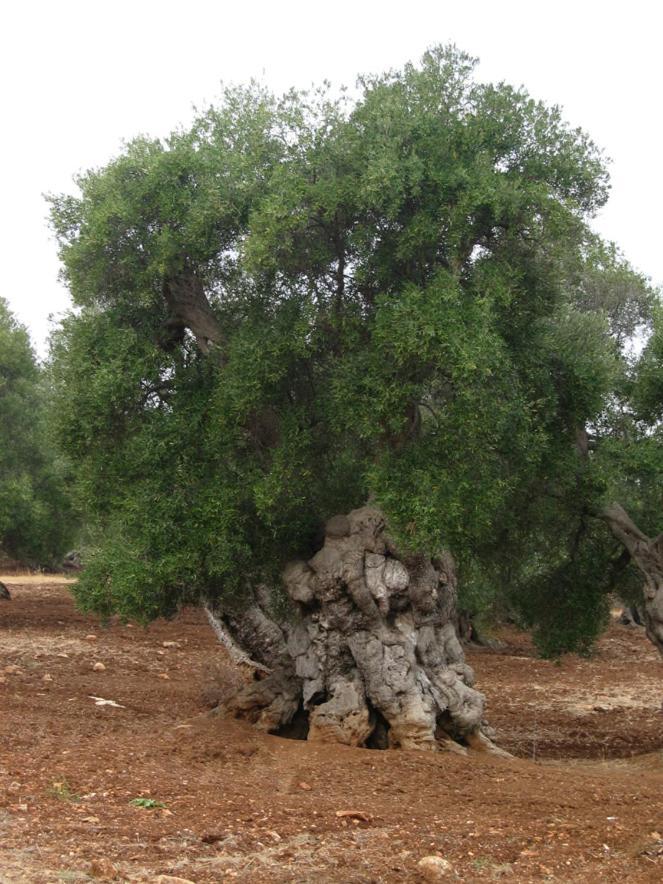 Masseria La Gravina Palagianello Εξωτερικό φωτογραφία